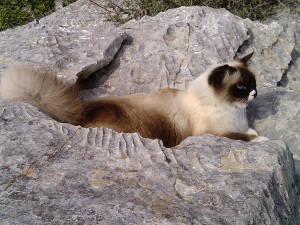 Zepp on one of the mountain walks