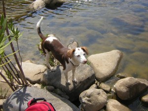 Cetta on one of the walks
