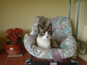 Kelinu claiming my granson's carseat