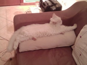 Safja stretching