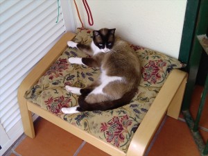 Shaara claiming cetta's chair